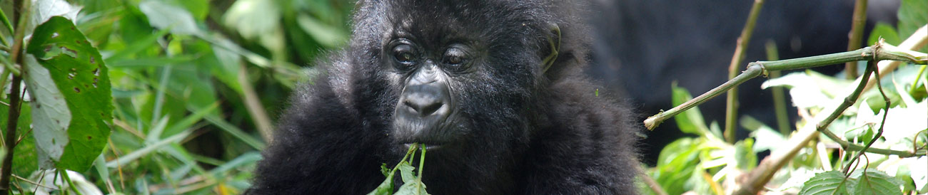 Chimps, Gorillas & Wildlife Safari